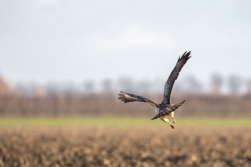 Bird of prey flying away over a fresh plowed field