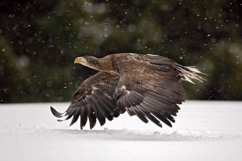 Bird of prey White-tailed Eagle flying in the snow storm with snow flake during winter, Norway