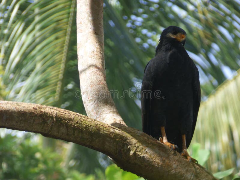 Birds have wings which are more or less developed depending on the species; the only known groups without wings are the extinct moa and elephant birds. Wings, which evolved from forelimbs, gave birds the ability to fly, although further evolution has led to the loss of flight in flightless birds, including ratites, penguins, and diverse endemic island species of birds. The digestive and respiratory systems of birds are also uniquely adapted for flight. Some bird species of aquatic environments, particularly seabirds and some waterbirds, have further evolved for swimming. Birds have wings which are more or less developed depending on the species; the only known groups without wings are the extinct moa and elephant birds. Wings, which evolved from forelimbs, gave birds the ability to fly, although further evolution has led to the loss of flight in flightless birds, including ratites, penguins, and diverse endemic island species of birds. The digestive and respiratory systems of birds are also uniquely adapted for flight. Some bird species of aquatic environments, particularly seabirds and some waterbirds, have further evolved for swimming.