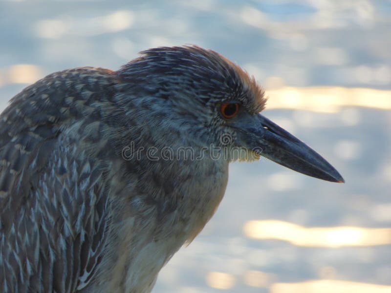 Birds have wings which are more or less developed depending on the species; the only known groups without wings are the extinct moa and elephant birds. Wings, which evolved from forelimbs, gave birds the ability to fly, although further evolution has led to the loss of flight in flightless birds, including ratites, penguins, and diverse endemic island species of birds. The digestive and respiratory systems of birds are also uniquely adapted for flight. Some bird species of aquatic environments, particularly seabirds and some waterbirds, have further evolved for swimming. Birds have wings which are more or less developed depending on the species; the only known groups without wings are the extinct moa and elephant birds. Wings, which evolved from forelimbs, gave birds the ability to fly, although further evolution has led to the loss of flight in flightless birds, including ratites, penguins, and diverse endemic island species of birds. The digestive and respiratory systems of birds are also uniquely adapted for flight. Some bird species of aquatic environments, particularly seabirds and some waterbirds, have further evolved for swimming.