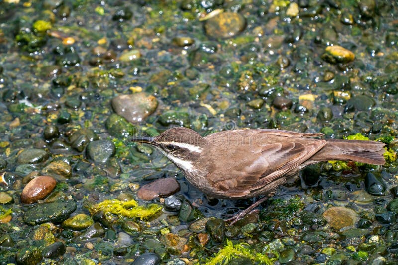 Bird på AlgaeCovered Pebbles arkivfoton
