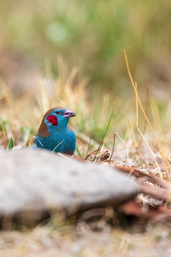 Bird Red-cheeked Cordon-bleu, Gondar, Ethiopia Africa Wildlife Stock Photo  - Image of lovely, cordon: 209840244
