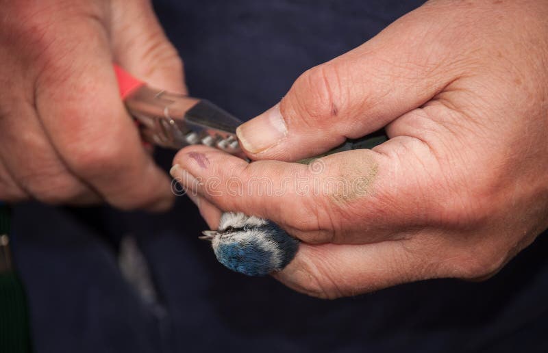 Bird Ringing stock image. Image of animals, bird, ringing - 51761853
