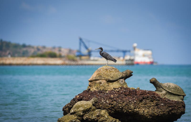 Bird on the rocks at bay coast sea ocean fishing boat background stock images Bird on the rocks at bay coast sea ocean fishing boat background stock images