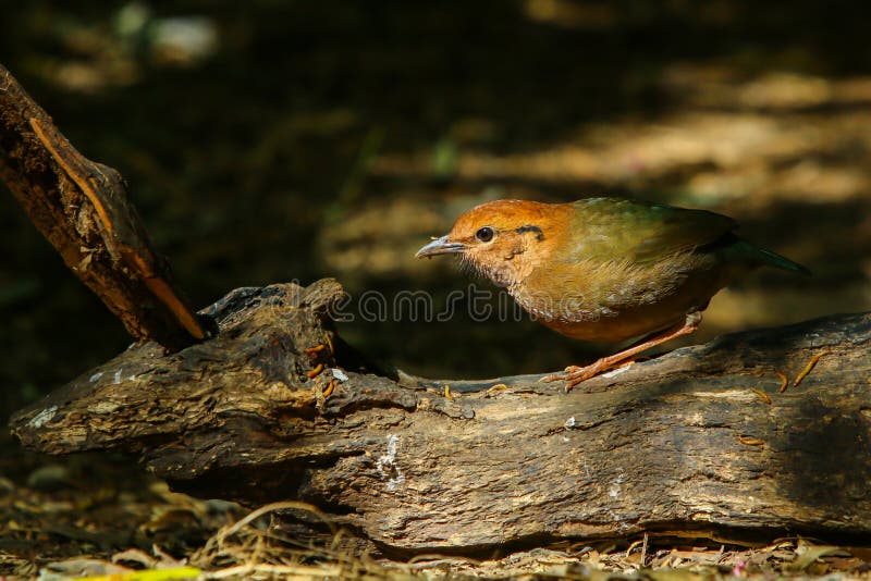 Bird,Rusty-naped Pitta royalty free stock photo Bird,Rusty-naped Pitta royalty free stock photo