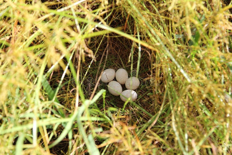 Bird`s eggs royalty free stock images Bird`s eggs royalty free stock images