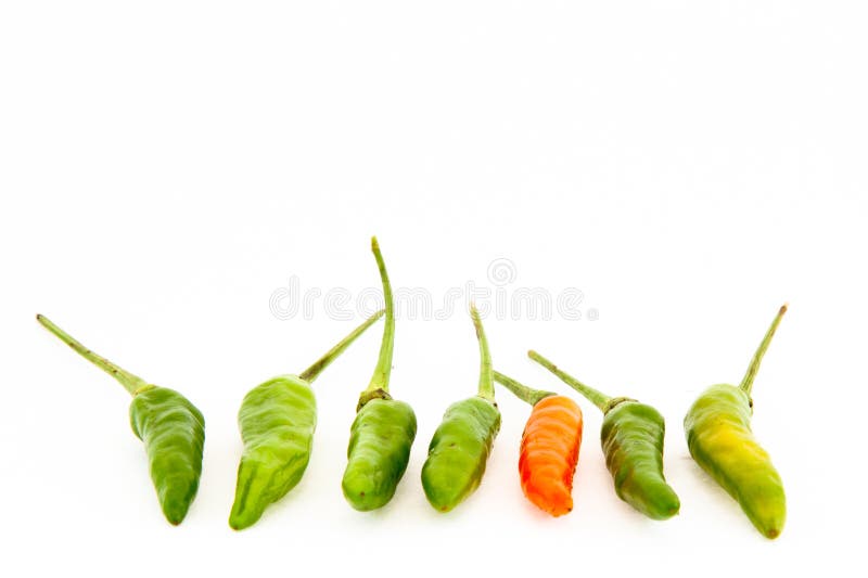 Bird S Eye Chili or Thai Chili Stock Photo Image of objects, diet