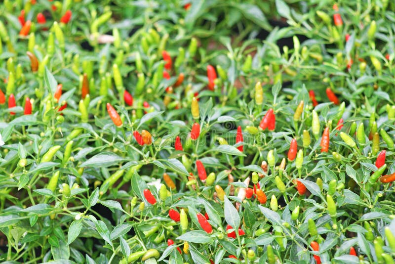 Bird `s Eye Chilli or Thai Pepper in Pot Hanging, Ornamental Plants