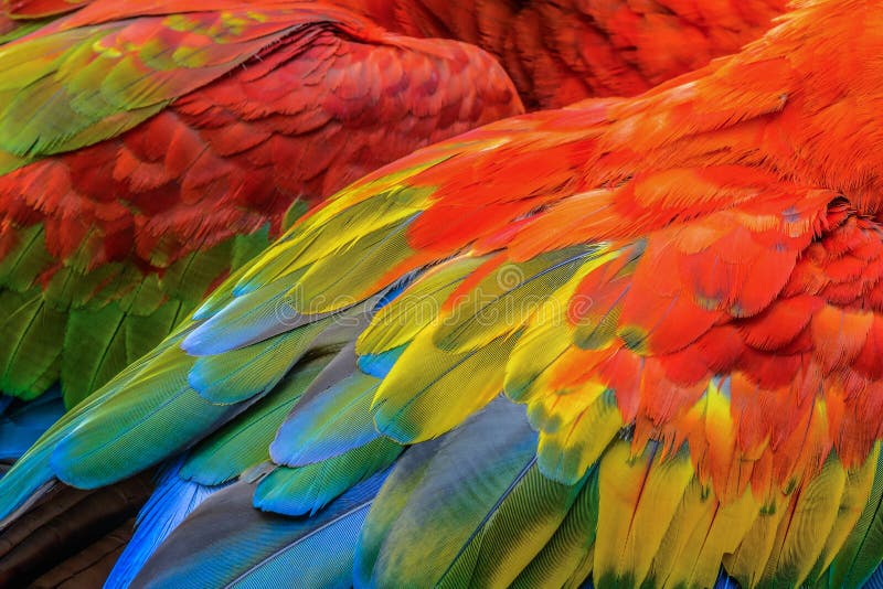 Bird`s feathers. Close up of Scarlet macaw bird`s feathers royalty free stock image