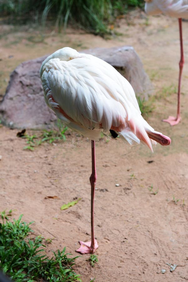 Bird s flamingos