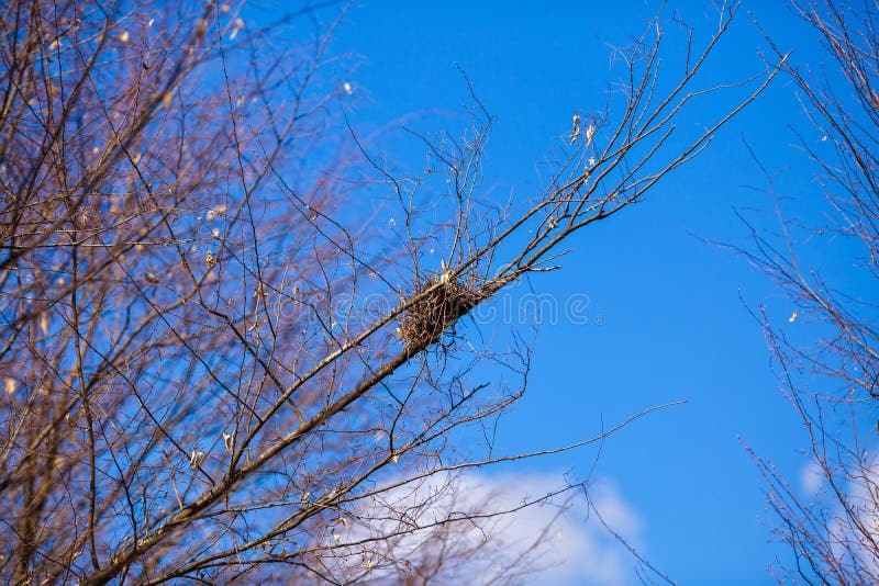 1,673 Bird's Nest Branch Stock Photos Free & RoyaltyFree Stock