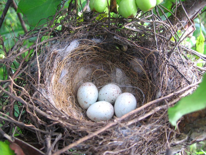 thumbs./b/bird-s-nest-eggs-wood-nets