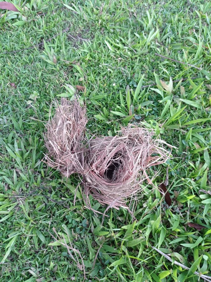 Bird& X27;s Nest that Fell on the Grass Field Stock Image Image of