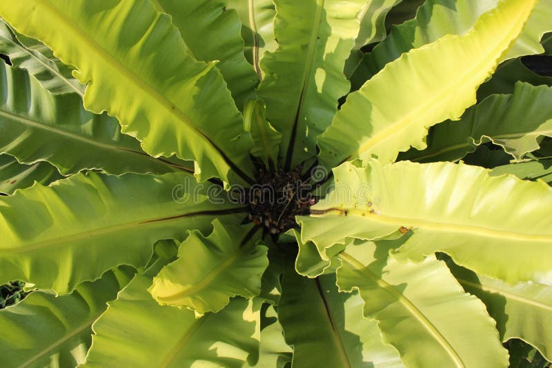 Bird s Nest Fern