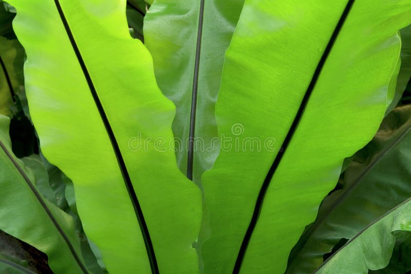 Bird s Nest Fern Unfurled