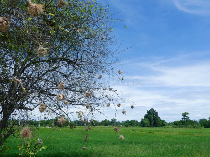 Bird s Nest stock image. Image of cornfields, cloud, nature 56558621