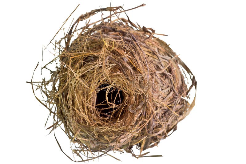 Gold bird s nest