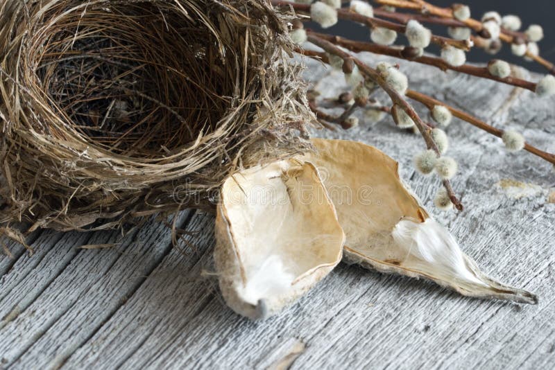 Bird s Nest Still Life stock photo. Image of bird, brown 12996692