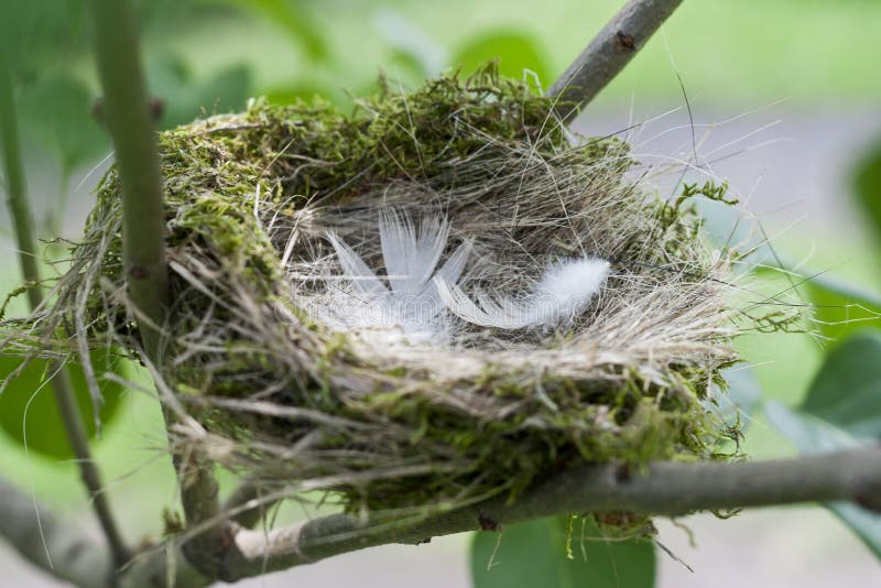 Bird S Nest - A Synonym For A Cozy House, Apartment Stock ...