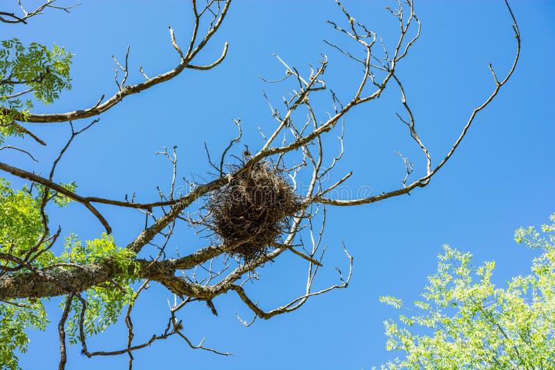 Bird`s nest on a tree against the blue sky