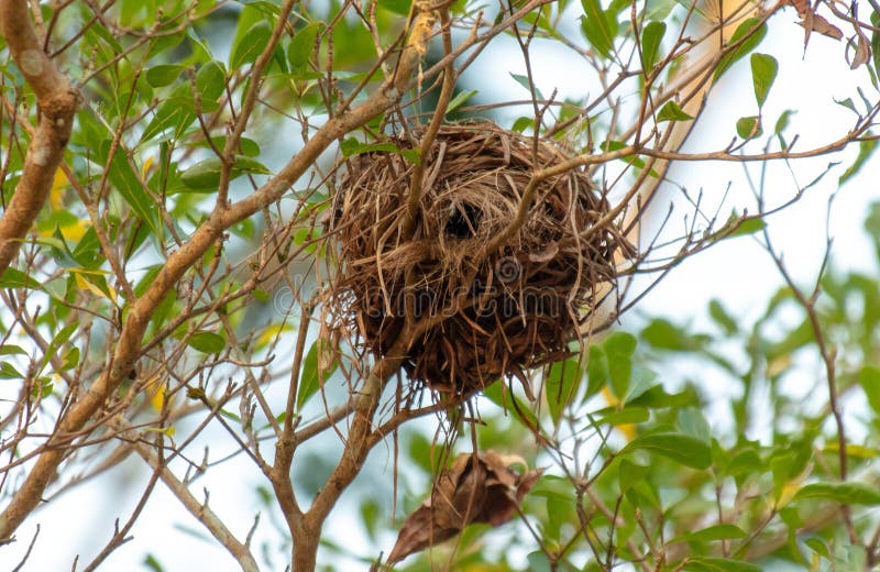 Bird's nest on tree branches royalty free stock photos