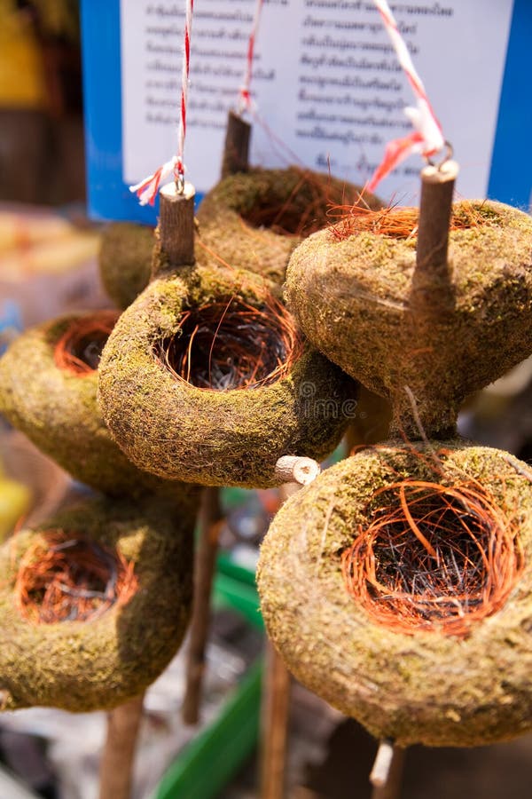 Bird& x27; s-Nest stockfoto Bird& x27; s-Nest stockfoto