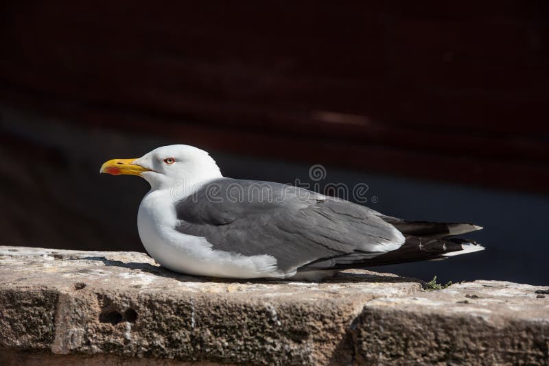 Bird. Seagull in the sun.