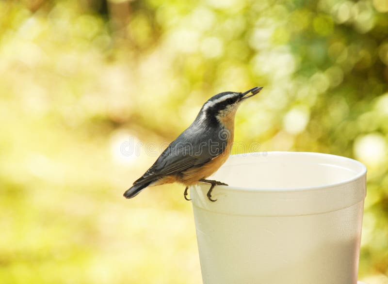 Bird with seed