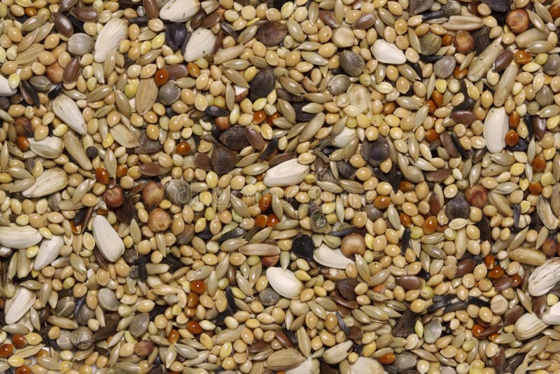 Bird Seeds Stock Image Image Of Sunflower Background 12779559 bird-seeds-stock-image-image-of-sunflower-background-12779559