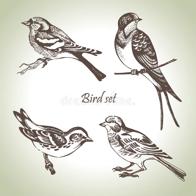 Pájaro colocar, pintado a mano ilustraciones.