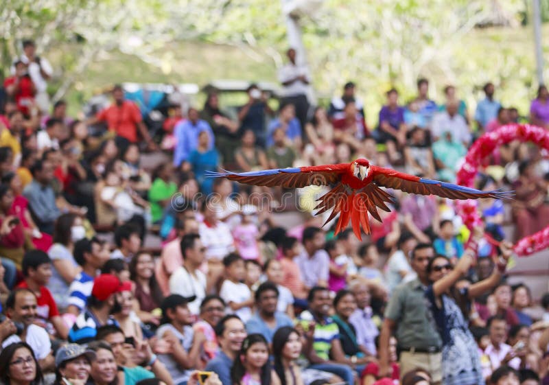 Bird Show at Jurong Bird Park, Singapore