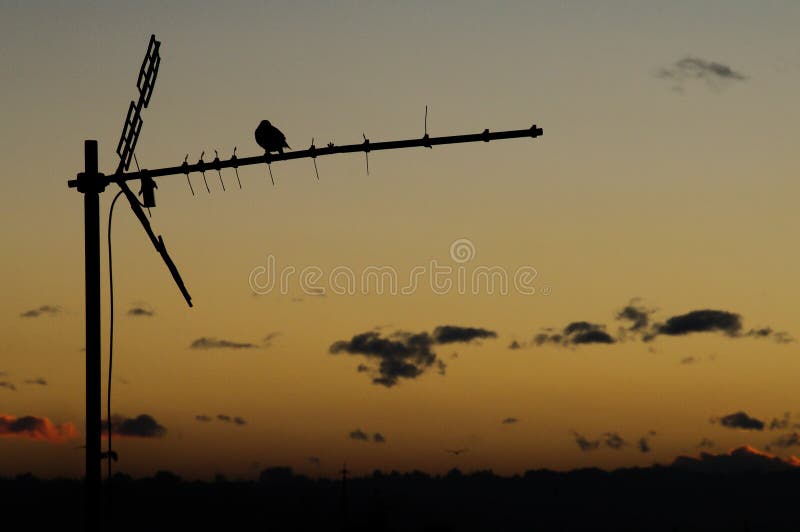 Bird silhouette