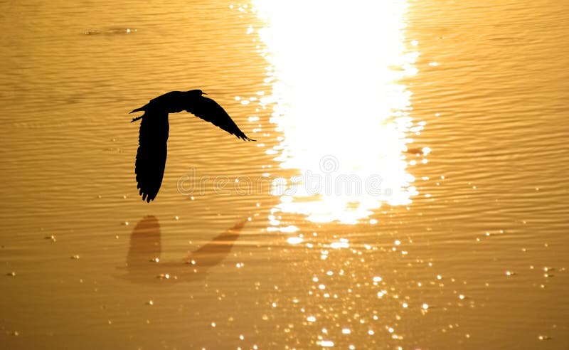 Bird flying over water returning home royalty free stock images