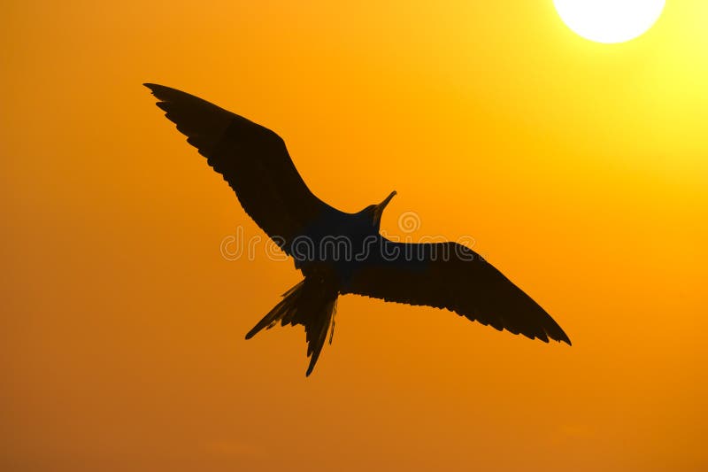 Bird Silhouette