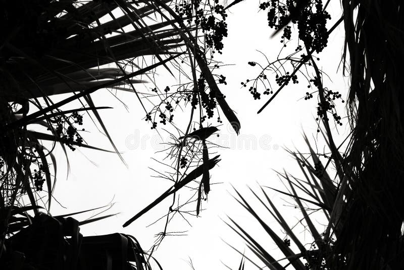 Bird silhouette in palm leaves