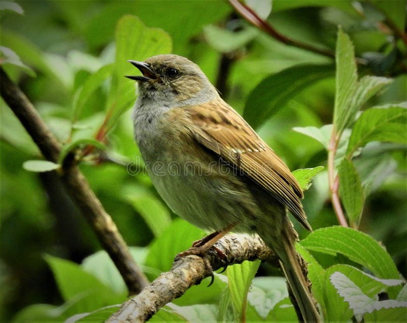 Bird singing in the forest