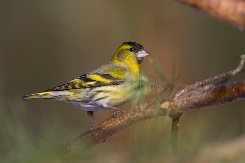 Bird - siskin (carduelis spinus)