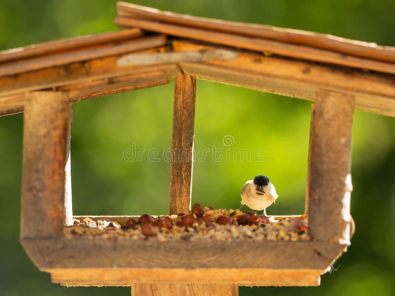 A Bird Sits in the Aviary and Eats Stock Photo Image of aviary