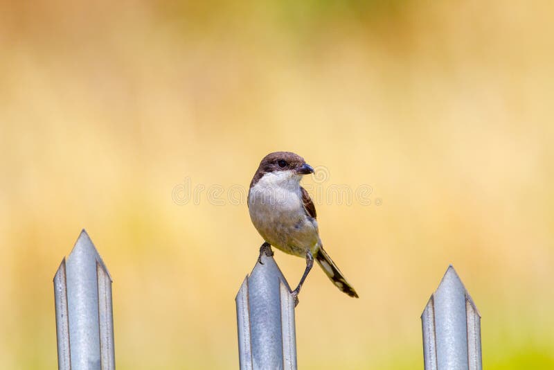 Bird sitting on a fence