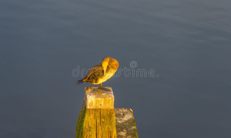 Bird sitting on a wooden mooring bollard in a canal in the light of sunset in autumn