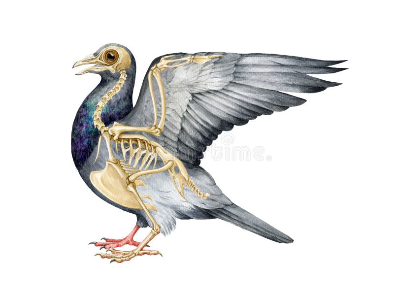Bird Skeleton with Body. Realistic Detailed Illustration. Bird Inner