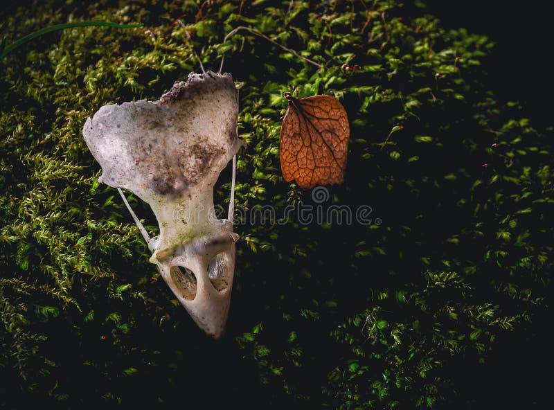 Bird Skull on Mossy Background Stock Image - Image of background, tiny