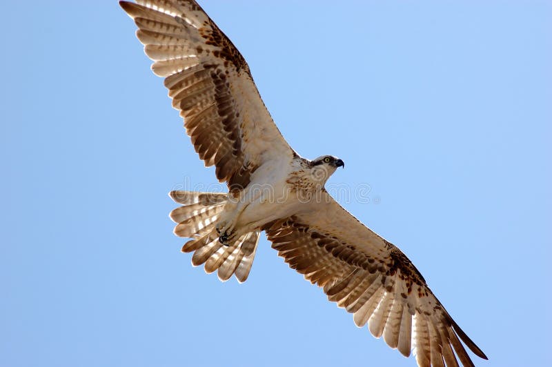 Bird on the sky