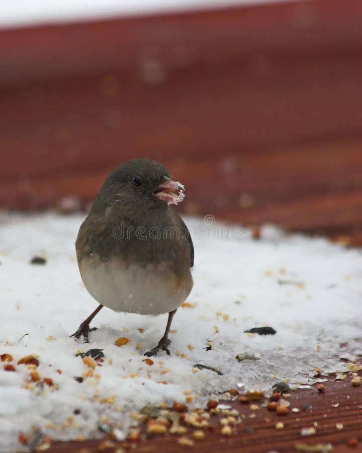 Bird with snow on beek