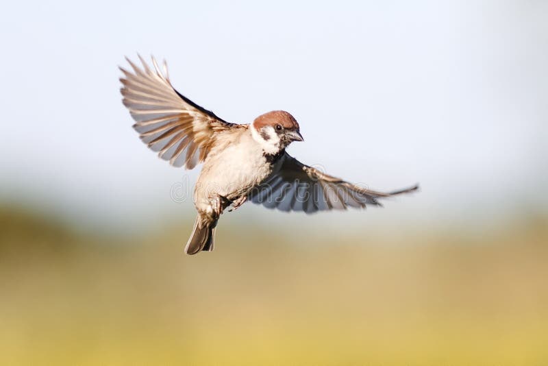 bird Sparrow flutters in the sky in the summer