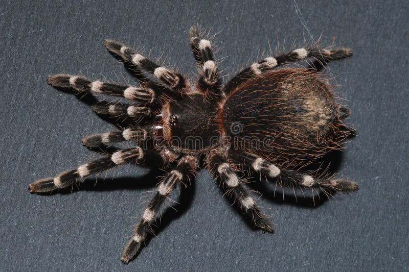 Close up of the bird spider