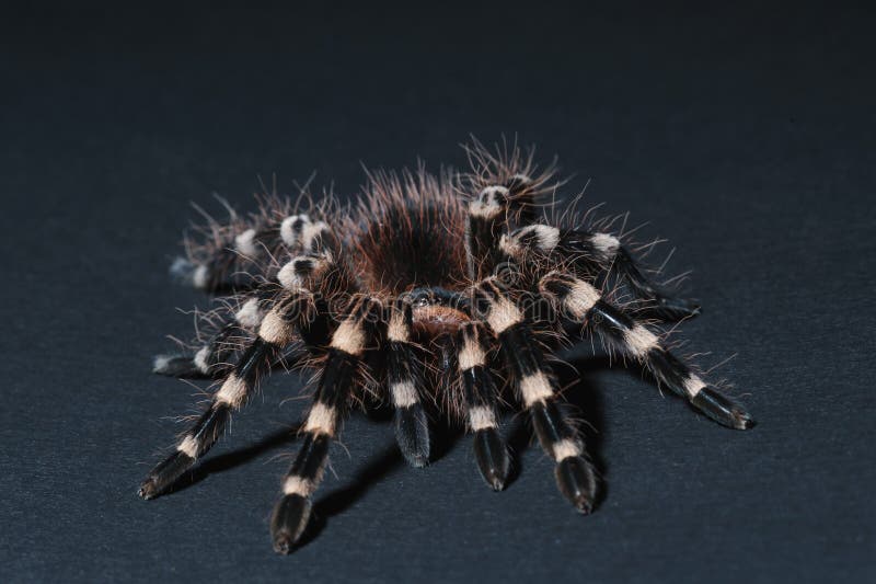 Close up of the bird spider