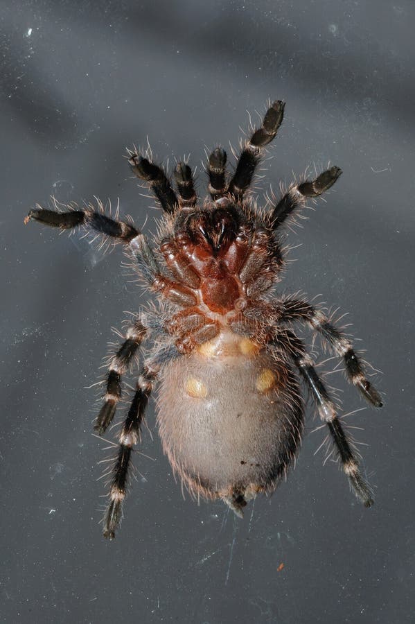 Bird spider close up on the glass.