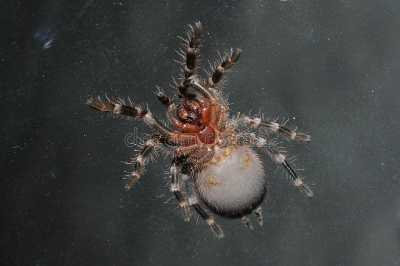 Bird spider close up on the glass.