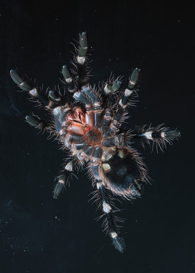 Bird spider close up on the glass on the starry night.